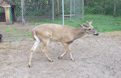 A beautiful blind deer standing peacefully